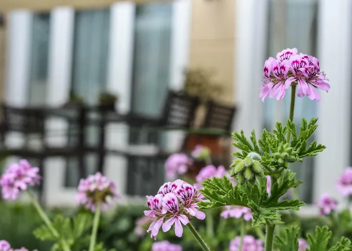 Vasiliki 别墅 PalaiónTsiflíkion